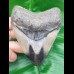 10,3 cm polierter Haizahn des Megalodon aus den USA