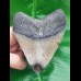10,3 cm polished shark tooth of Megalodon from USA