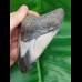 10,3 cm polierter Haizahn des Megalodon aus den USA