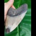 10,3 cm polished shark tooth of Megalodon from USA