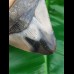 10,3 cm polished shark tooth of Megalodon from USA