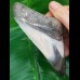 10,3 cm polierter Haizahn des Megalodon aus den USA