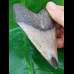 10,3 cm polished shark tooth of Megalodon from USA