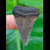 4.0 cm patterned great white shark tooth