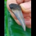 4.0 cm patterned great white shark tooth