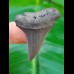 4.7 cm blue gray great white shark tooth