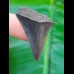 3.5 cm patterned great white shark tooth