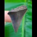 3.5 cm patterned great white shark tooth