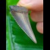 4.2 cm blue tooth of great white shark