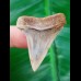 3,9 cm Zahn des Cosmopolitodus hastalis aus Chile