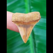 2.9 cm reddish tooth of Cosmopolitodus hastalis from Chile