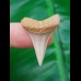 2,9 cm symmetrischer Zahn des Isurus hastalis aus Chile