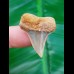 3.0 cm bluish tooth of Cosmopolitodus hastalis from Chile