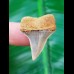 3.0 cm bluish tooth of Cosmopolitodus hastalis from Chile