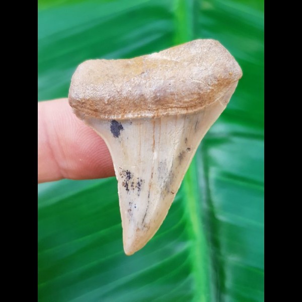 4.2 cm tooth of Cosmopolitodus hastalis from Chile