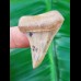 4.2 cm tooth of Cosmopolitodus hastalis from Chile