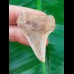 4.2 cm tooth of Cosmopolitodus hastalis from Chile