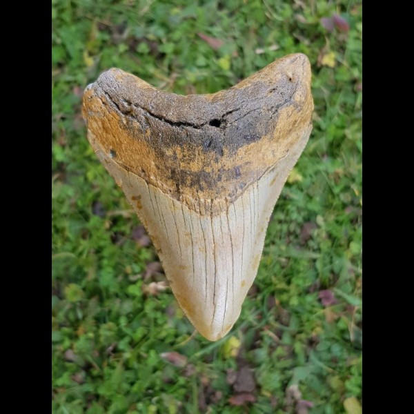 9,6cm coloured Megalodon shark tooth