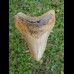 9,6cm coloured Megalodon shark tooth