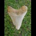 9,6cm coloured Megalodon shark tooth