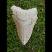 11,5cm scharfer, seltener Haizahn des Megalodon Hai Karibik