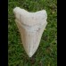 11,5cm scharfer, seltener Haizahn des Megalodon Hai Karibik