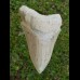 11,5cm scharfer, seltener Haizahn des Megalodon Hai Karibik