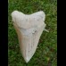 11,5cm scharfer, seltener Haizahn des Megalodon Hai Karibik