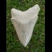 11,5cm scharfer, seltener Haizahn des Megalodon Hai Karibik