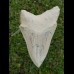 11,5cm scharfer, seltener Haizahn des Megalodon Hai Karibik