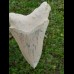 11,5cm scharfer, seltener Haizahn des Megalodon Hai Karibik