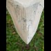 11,5cm scharfer, seltener Haizahn des Megalodon Hai Karibik