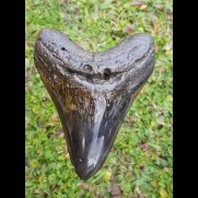 13,5 cm giant polished tooth of Megalodon