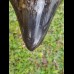 13,5 cm giant polished tooth of Megalodon