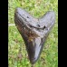13,5 cm riesiger polierter Zahn des Megalodon