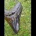 13,5 cm giant polished tooth of Megalodon