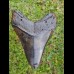 13,5 cm giant polished tooth of Megalodon