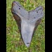 13,5 cm giant polished tooth of Megalodon