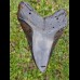 13,5 cm riesiger polierter Zahn des Megalodon