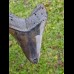 13,5 cm giant polished tooth of Megalodon