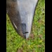 13,5 cm giant polished tooth of Megalodon