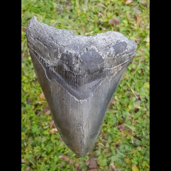 13,6cm shark tooth of Megalodon shark