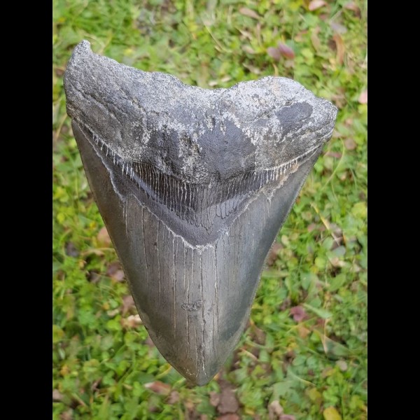 13,6cm Haizahn des Megalodon Hai