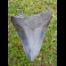 13,6cm shark tooth of Megalodon shark