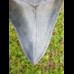 13,6cm shark tooth of Megalodon shark