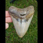 12,8 cm big polished Megalodon tooth