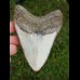 12,8 cm großer polierter Megalodon Zahn