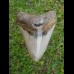 12,8 cm großer polierter Megalodon Zahn
