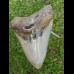12,8 cm großer polierter Megalodon Zahn