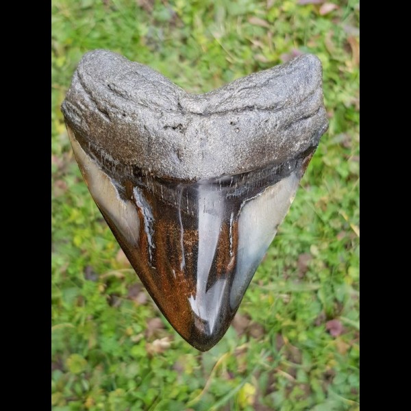 10,8cm polished shark tooth Megalodon